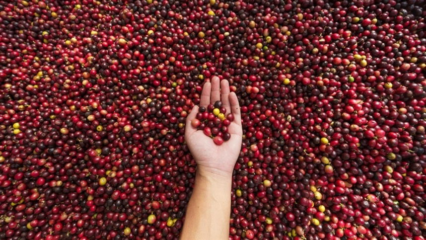 Café arábica registra oscilações nos preços