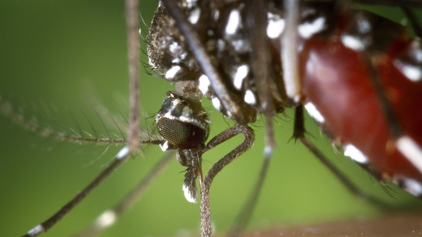 Impacto da dengue na economia nacional