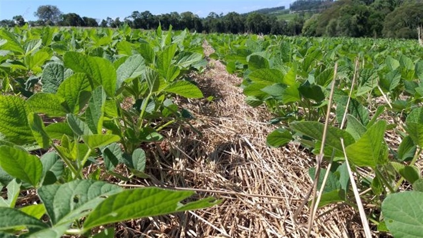 Como escolher as plantas de cobertura: confira dicas da Epagri