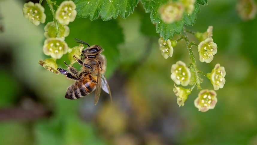 Apicultores observam aumento nos preços do mel
