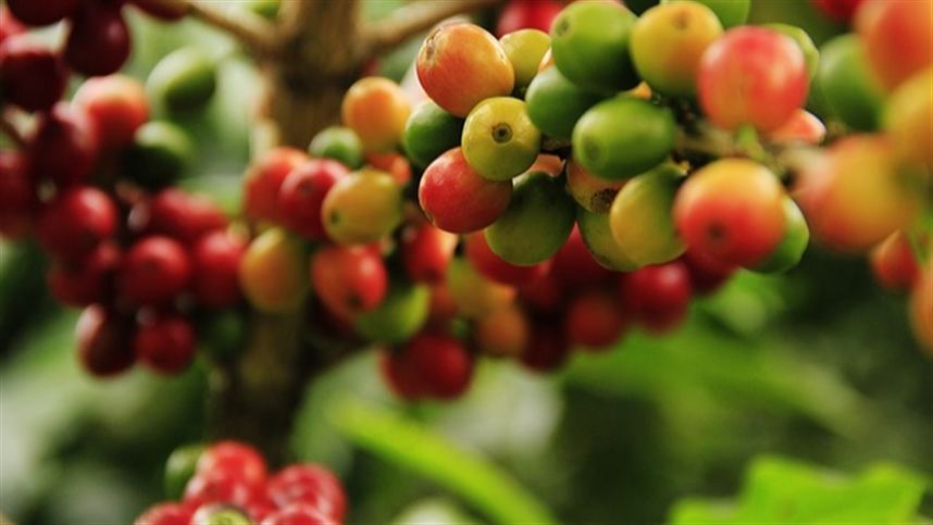 La Niña aumenta probabilidade de riscos para produção global de café
