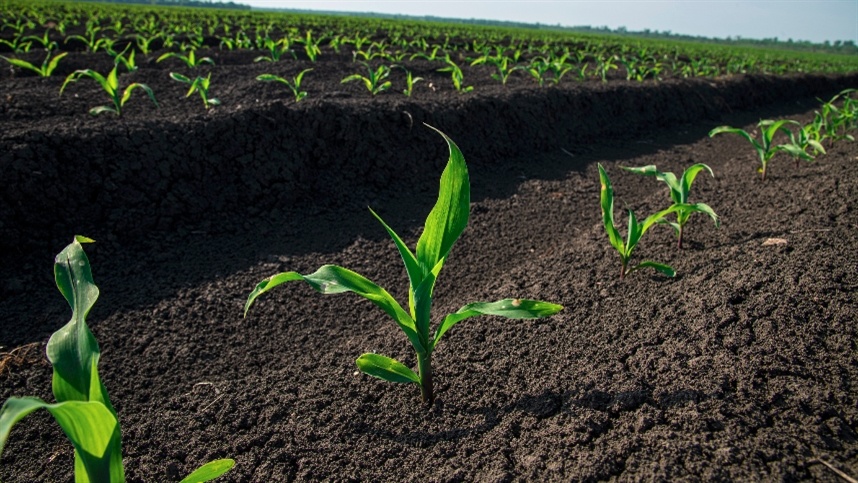 Cinturão do milho: 70% plantado, mas as operações estão atrasadas