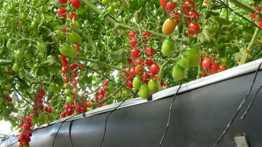 Visita técnica a Unitom (Cereja) - DES AGRO