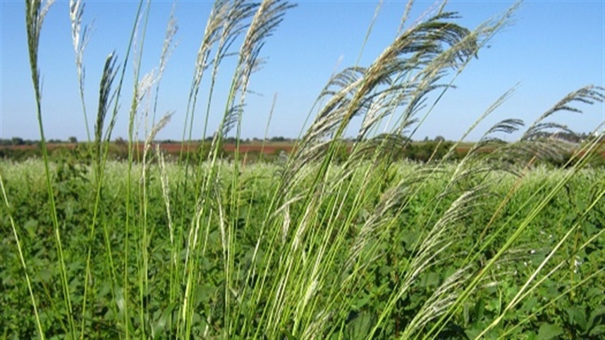 Desde 1984, as ervas daninhas resistentes aos herbicidas aumentaram globalmente em mais de 600%