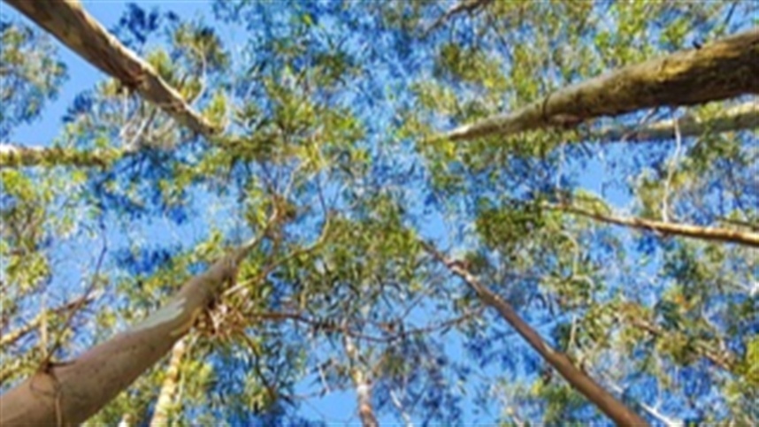 Plantio de eucalipto permanece em ritmo lento