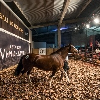 Lance Rural transmite o Cavalo Crioulo na EXPOINTER ao vivo e