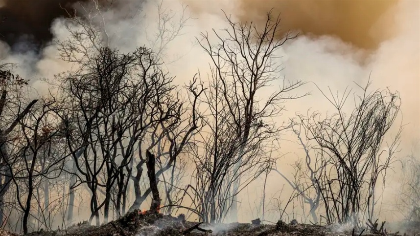 Fogo na Floresta Nacional de Brasília foi criminoso?