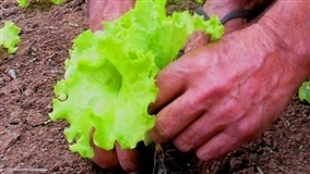 UM AGRICULTOR, BUSCANDO O AUMENTO DA PRODUTIVIDADE DE SUA