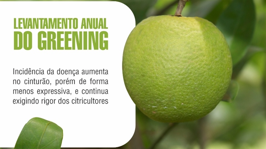 Incidência de greening chega a 44% no cinturão citrícola do estado de São Paulo e Triângulo/Sudoeste Mineiro