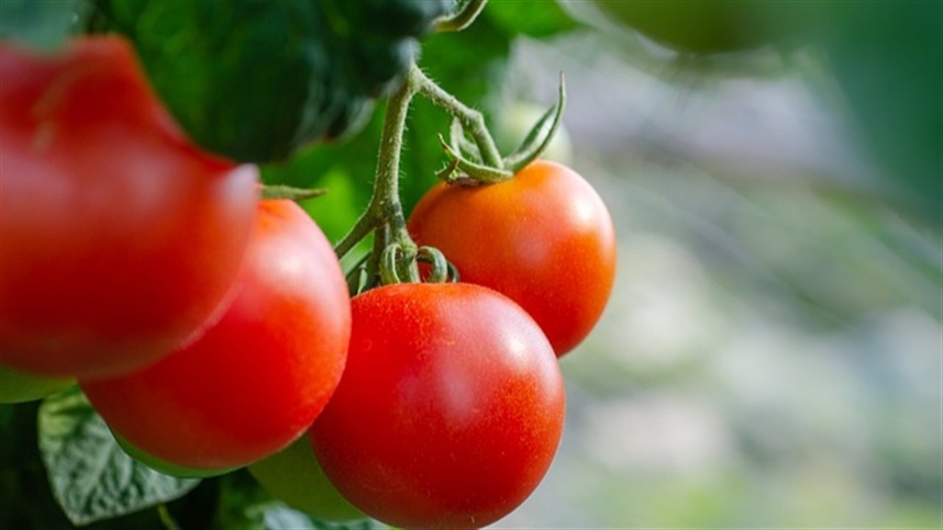 Produção de tomates sofrem com o clima