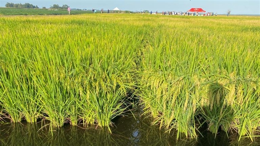 Como planejar a lavoura de arroz?