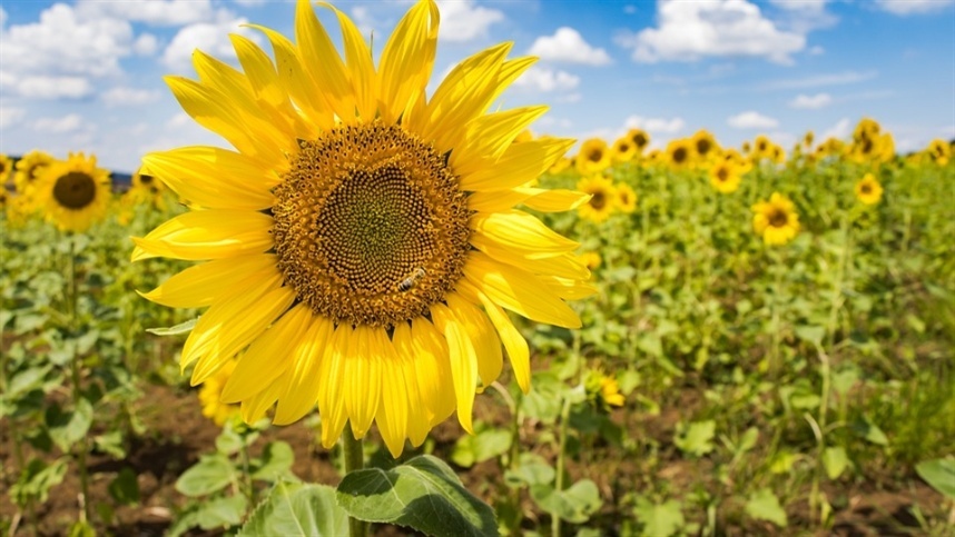 Confira o panorama do agro na Argentina