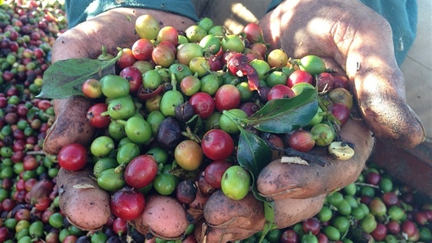 Mercado de café: Arábica inalterado, robusta em queda