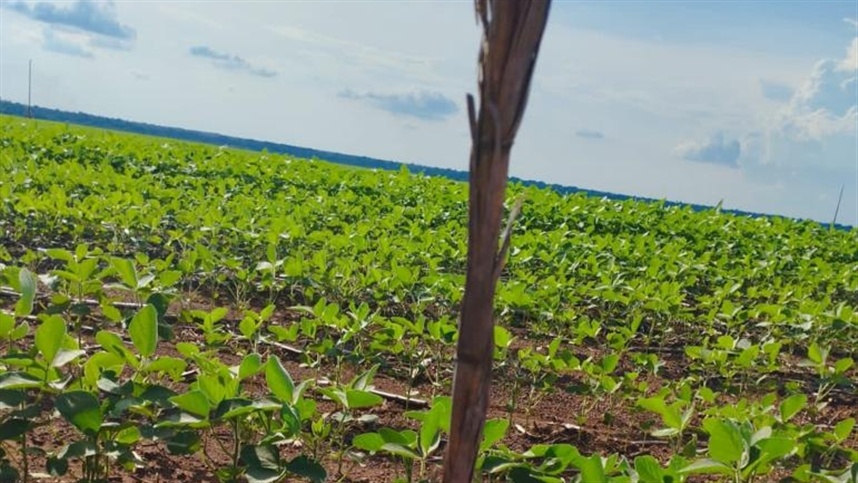 AGROLINK  O Portal do conteúdo Agropecuário. Confira: Noticias  atualizadas, Previsão do tempo, cotações, sistemas especialistas de  produtos agro, Colunistas, Classificados gerais.