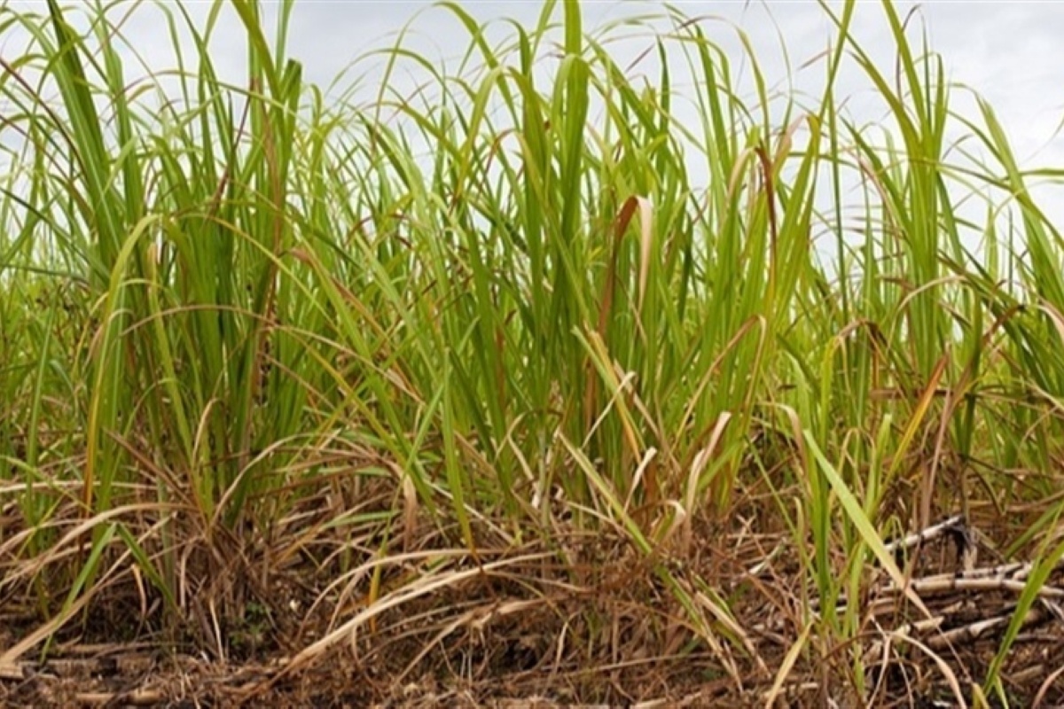 Ihara apresenta soluções para o cultivo do arroz e soja