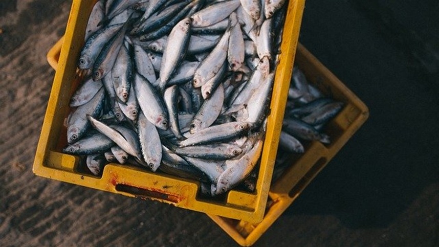 Cultivo de peixes apresenta variações no Rio Grande do Sul