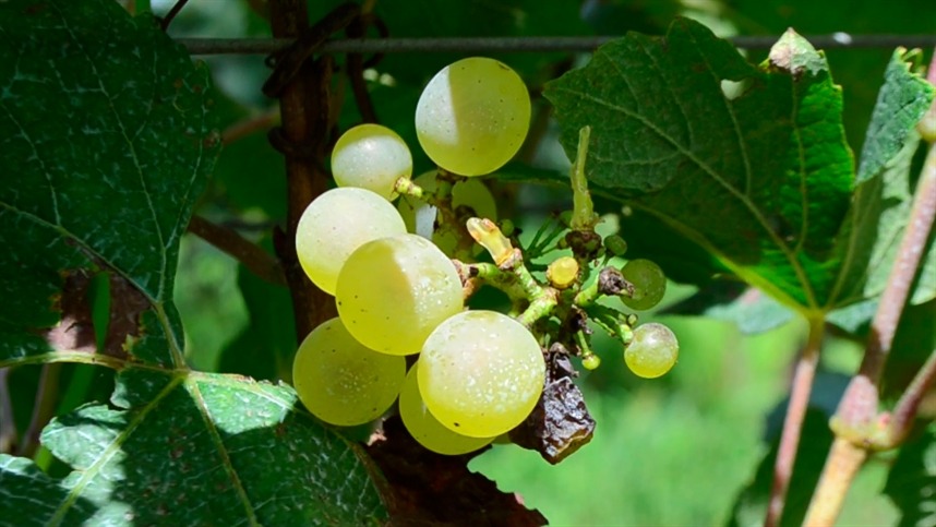 Edição genética cria uvas resistentes ao mofo cinzento