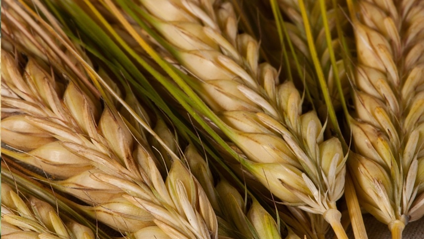 Spring barley harvest progress in England