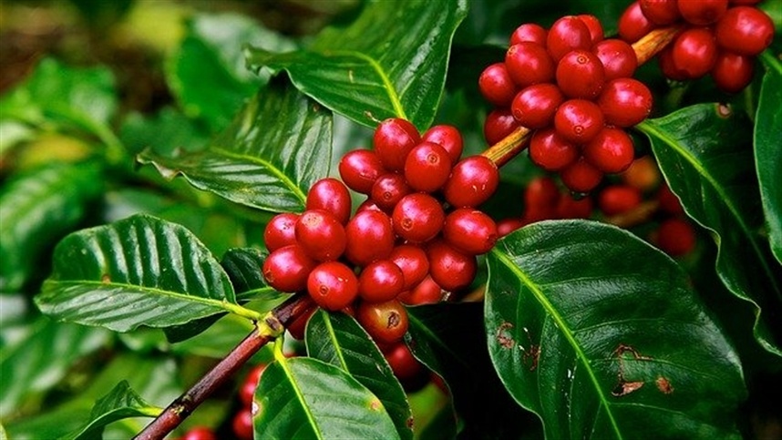 Safra de café 2024: produção de arábica aumenta 4,74%