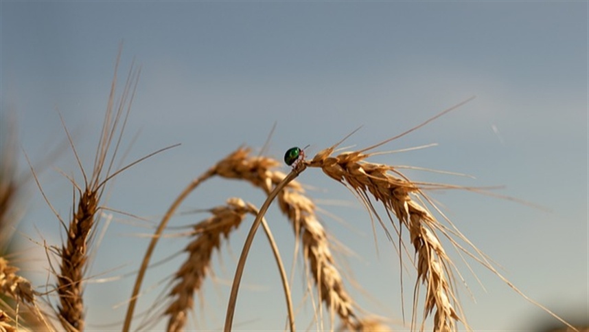 Mercado de trigo no sul do Brasil enfrenta lentidão