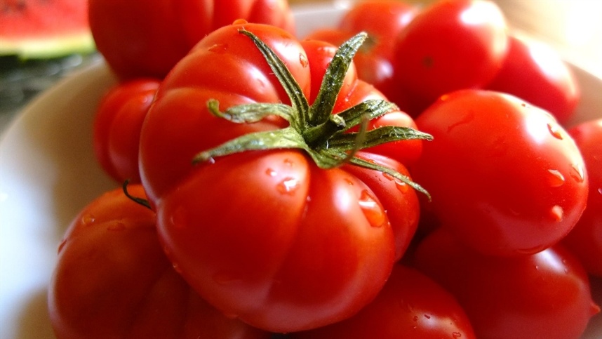 Alternativa combate traça-do-tomateiro