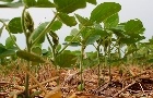 IHARA - Cabelo em pé por causa das daninhas resistentes é passado! Agora é  só alegria, porque as lavouras de soja e milho serão protegidas por Kyojin,  o novo herbicida pré-emergente da