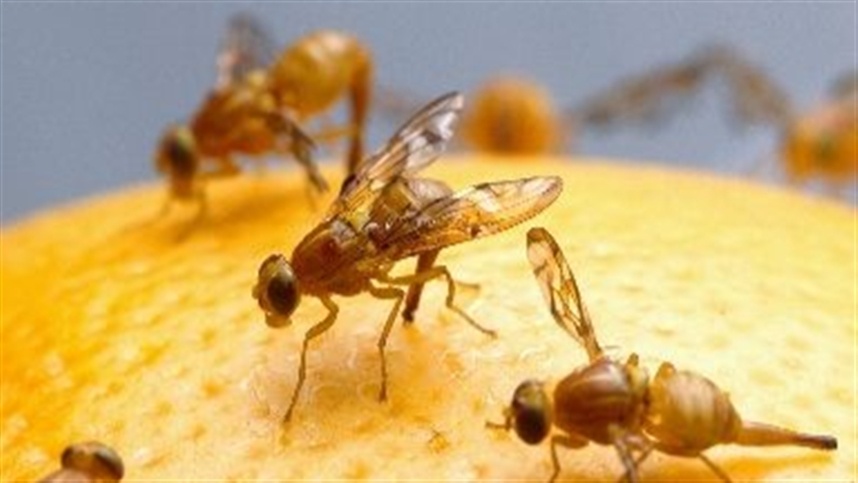 Alerta para Mosca-das-Frutas inclui monitoramento ampliado