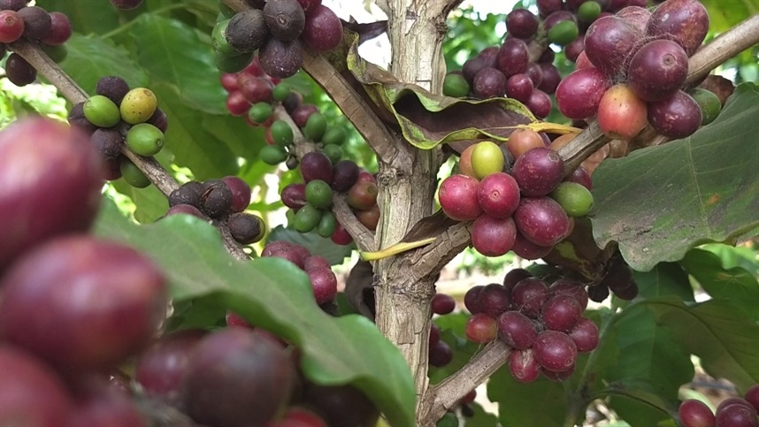 Práticas para um café mais sustentável