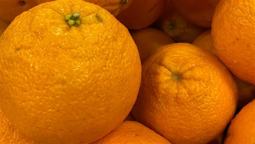 Expectativa de redução de até 30% na safra de laranja