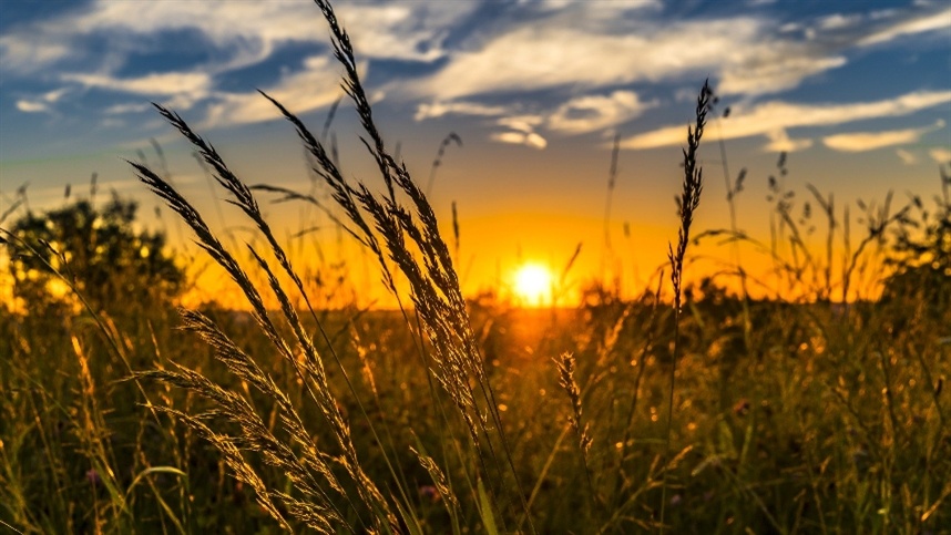 Toledo lidera Valor Bruto da Produção agropecuária no Paraná