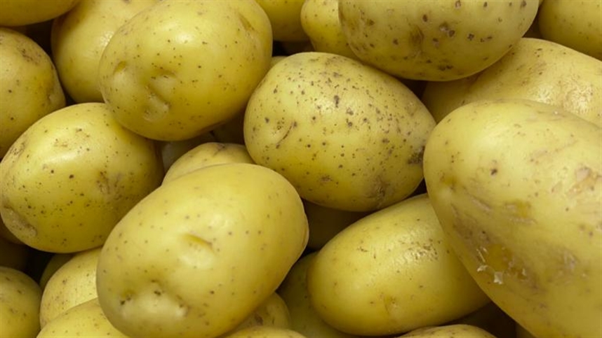 Modelo suíço prevê tempo de germinação da batata