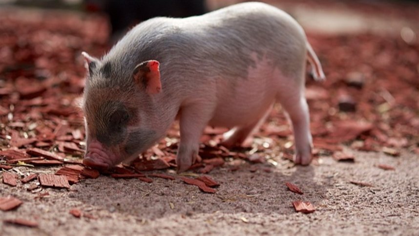 PR: biogás a partir da suinocultura pode gera renda extra