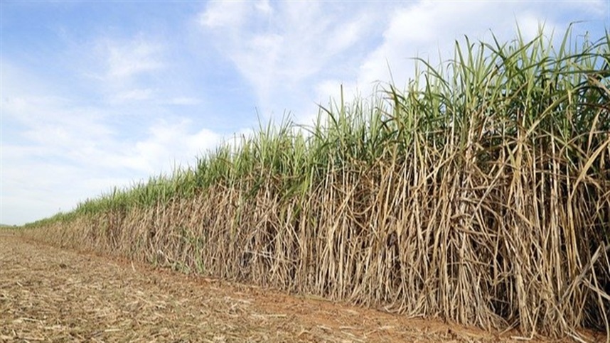 Pesquisador aponta potencial de sementes de cana para aumentar produtividade