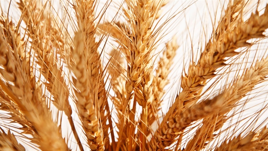 Chuvas e logística: desafios elevam preço do trigo no sul