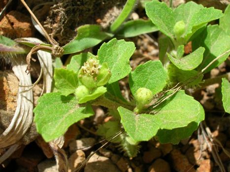 Planta conhecida popularmente como Carrapicho-de-cavalo