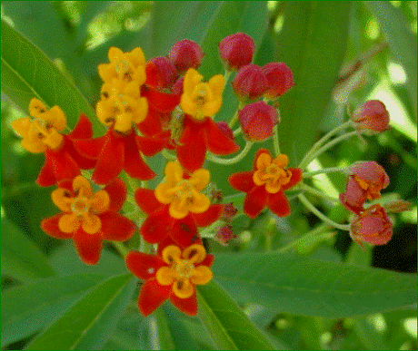 Asclepias curassavica L. Planta tóxica