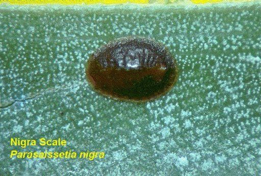 Cochonilha (Saissetia nigra)