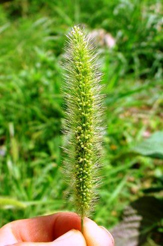 Capim rabo de raposa (Setaria viridis)