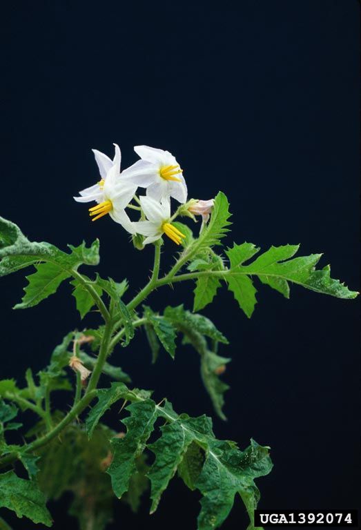 Joá-bravo (Solanum sisymbriifolium) - PictureThis
